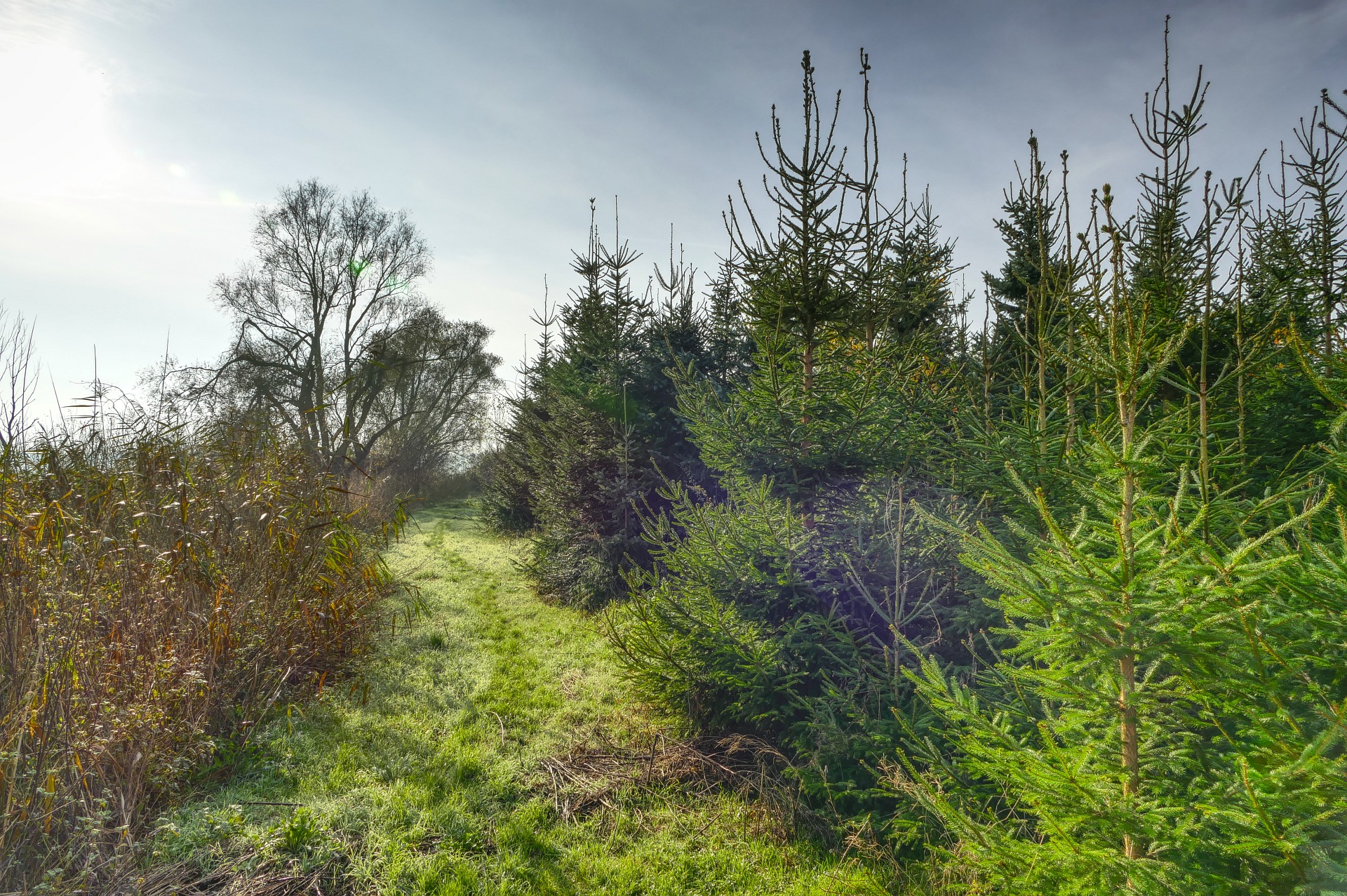 Weihnachtsbaumplantage in Segeletz